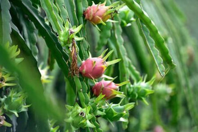 Bakuchi Dragon Tree(Hybrid, Pack of 1)