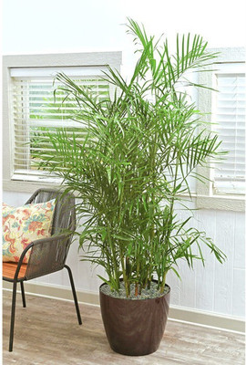 Cloud Farm China Palm Plant(Hybrid, Pack of 1)