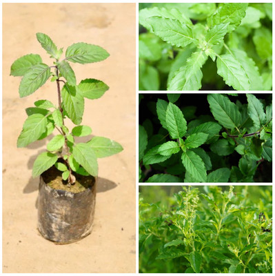 Cloud Farm Tulsi Plant(Hybrid, Pack of 1)