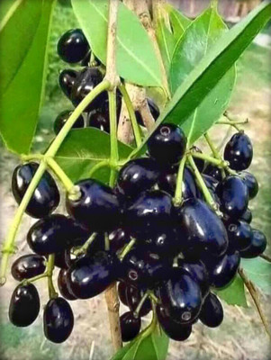 InGreen Java Plum Plant(Hybrid, Pack of 1)