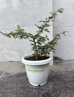 BerryBreeze Shami/Jand Plant(Hybrid, Pack of 1)