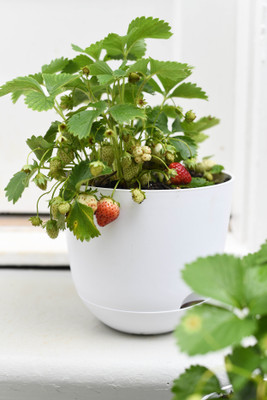My Dream Nursery Strawberry Plant(Hybrid, Pack of 1)