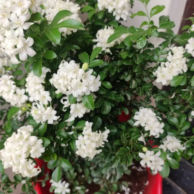 Cloud Farm Kamini Murraya Paniculata Plant(Hybrid, Pack of 1)