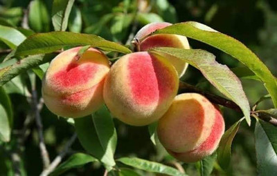 pich fal Cashew Apple Plant(Hybrid, Pack of 1)