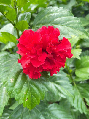 rimi Hibiscus Gudhal Flower Plant(Hybrid, Pack of 1)