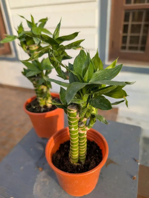 FloraFusion Golden Bamboo Plant, Lucky Bamboo Plant(Hybrid, Pack of 1)