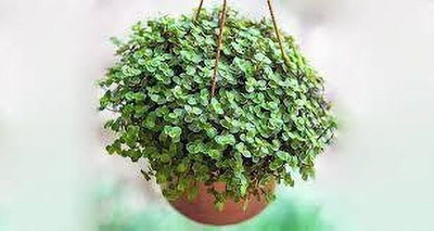 LeafLinkPlants Turtle Vine Plant(Hybrid, Pack of 1)