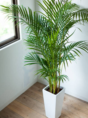 Manjunursery Areca Palm(Hybrid, Pack of 1)