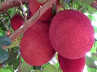LeafLinkPlants Jackfruit Plant(Hybrid, Pack of 1)