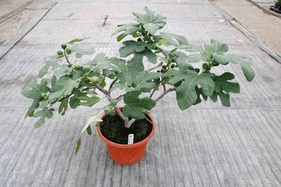 Aquinnah Graden Elaichi/Cardamom Plant(Hybrid, Pack of 1)