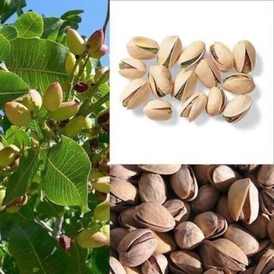 PLaNeTreee Almond Plant(Hybrid, Pack of 1)