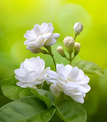 GLOBQRO Jasmine Plant(Hybrid, Pack of 1)
