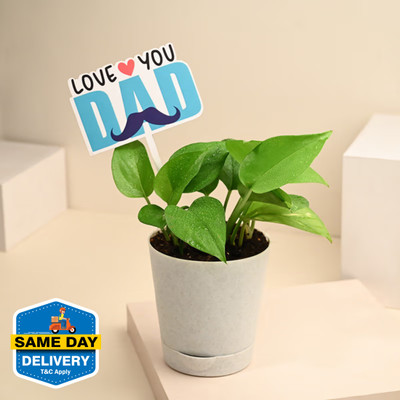 Floweraura Money Plant(Hybrid, Pack of 1)