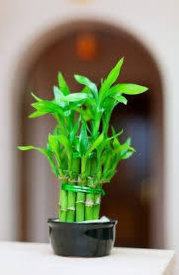 ARYAN EVERGREEN Two Layer Bamboo Plant(Hybrid, Pack of 1)