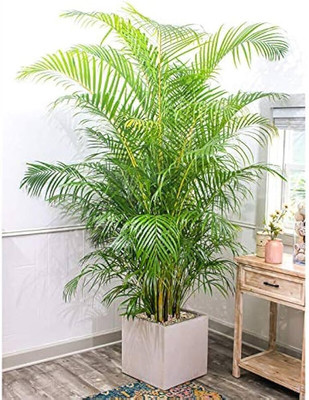 GreensFord Areca Plam(Hybrid, Pack of 1)