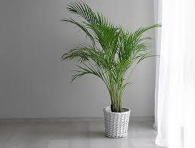 GreensFord Areca Plam(Hybrid, Pack of 1)