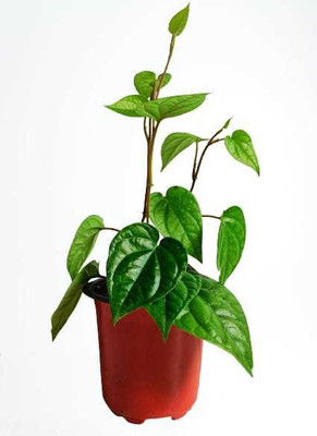 BALUBITA Betel Leaf Plant(Hybrid, Pack of 1)