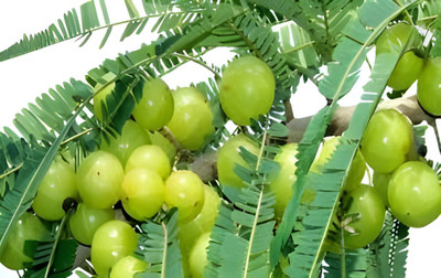 Manjunursery Amla Plant(Hybrid, Pack of 1)