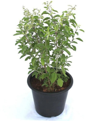 LeafLinkPlants Tulsi Plant(Hybrid, Pack of 1)
