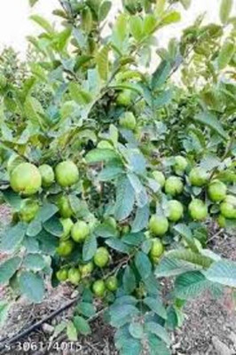 BREEZY BLOOMS Guava Plant(Hybrid, Pack of 1)