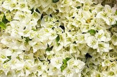 AFARTIOBINA Bougainvillea Plant(Hybrid, Pack of 1)