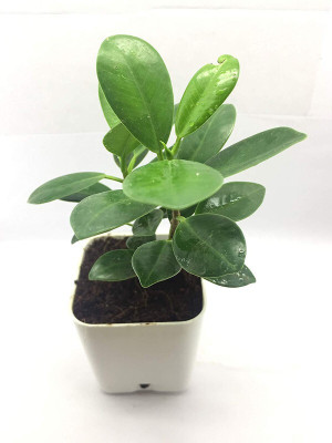 Bakuchi Ficus Plant(Hybrid, Pack of 1)