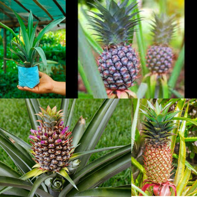 Cloud Farm Pine Apple Plant(Hybrid, Pack of 1)