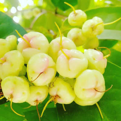 Cloud Farm Java Plum Plant(Hybrid, Pack of 1)