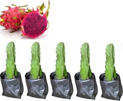 Cloud Farm Dragon Tree(Hybrid, Pack of 3)