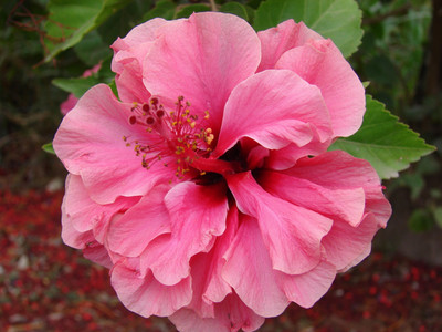 Khushi Prova Hibiscus Plant(Hybrid, Pack of 1)