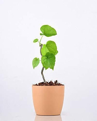 AFARTIOBINA Giloy Plant(Pack of 1)