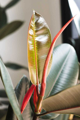 Kodali Rubber Tree(Hybrid, Pack of 1)