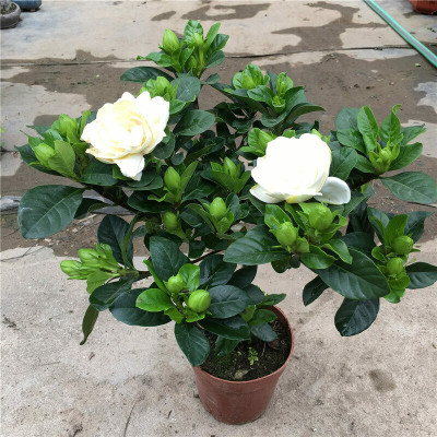 GreenyOn Lemon Plant(Hybrid, Pack of 1)