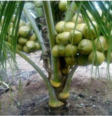 greenhousestore Coconut Plant(Hybrid, Pack of 1)
