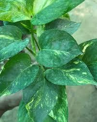 srdewan Money Plant(Hybrid, Pack of 1)