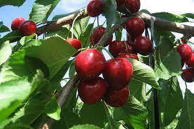 Ukanda Cherry Fruit Plant(Hybrid, Pack of 1)