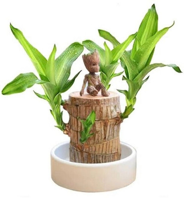 Sarahpapa Brazilian Wood(Hybrid, Pack of 1)