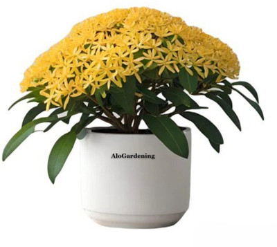 AloGardening Ixora Plant(Hybrid, Pack of 2)