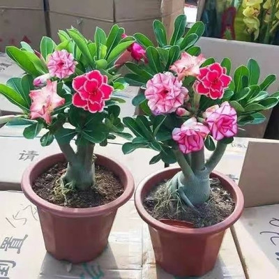 Skrhuvoy Adenium Plant(Hybrid, Pack of 1)