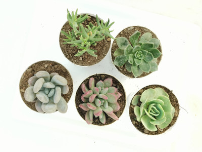 FarmStorey Succulents Plant(Pack of 5)