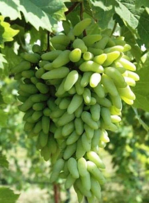 Cloud Farm Grape Plant(Hybrid, Pack of 1)