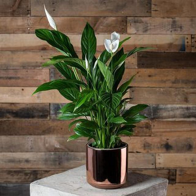 ADANNAYA Peace Lily Plant(Hybrid, Pack of 338)
