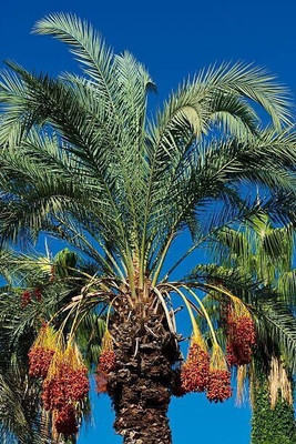 Cloud Farm Phoneix Palm Plant(Hybrid, Pack of 1)
