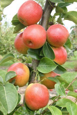 BREEZY BLOOMS Apple Plant(Hybrid, Pack of 1)