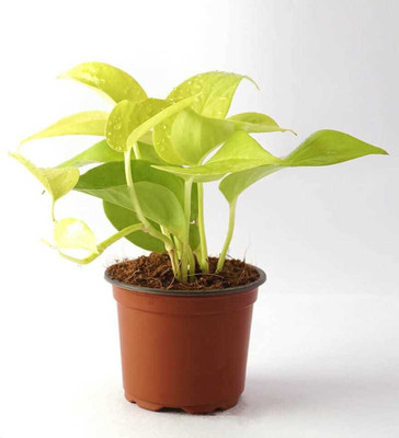 Cloud Farm Golden Money Plant(Hybrid, Pack of 1)
