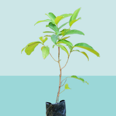 BUEEARTH Water Apple Red Plant(Pack of 1)