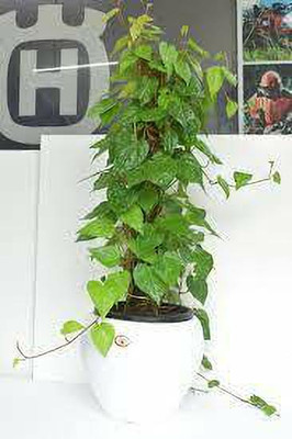 GreenyOn Money Plant(Hybrid, Pack of 1)