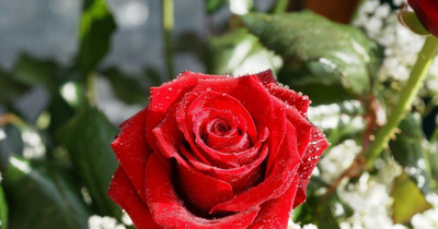 AFARTIOBINA Rose Plant(Hybrid, Pack of 1)