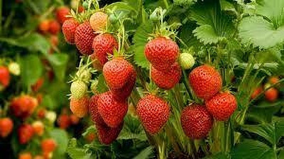 PB honey priya plant Strawberry Plant(Hybrid, Pack of 2)