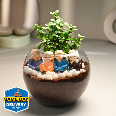 Floweraura Jade Plant(Pack of 1)